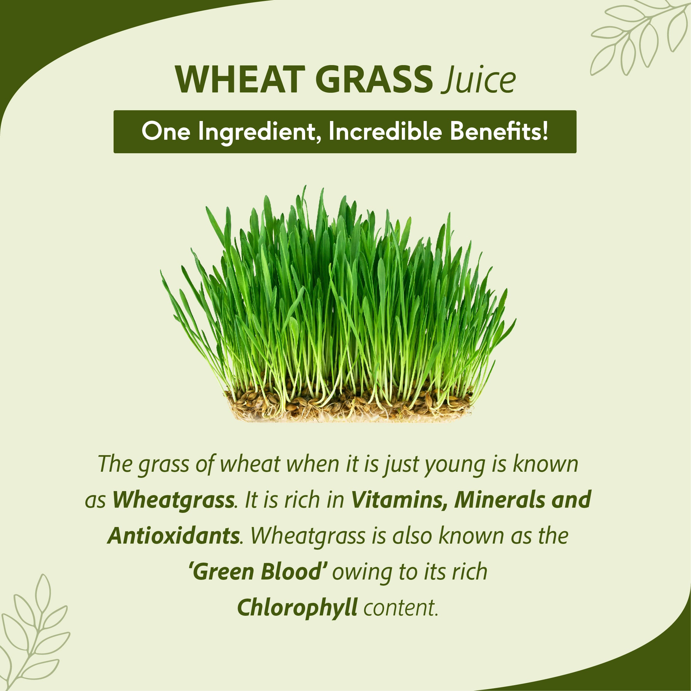 Benefits of shop grass juice