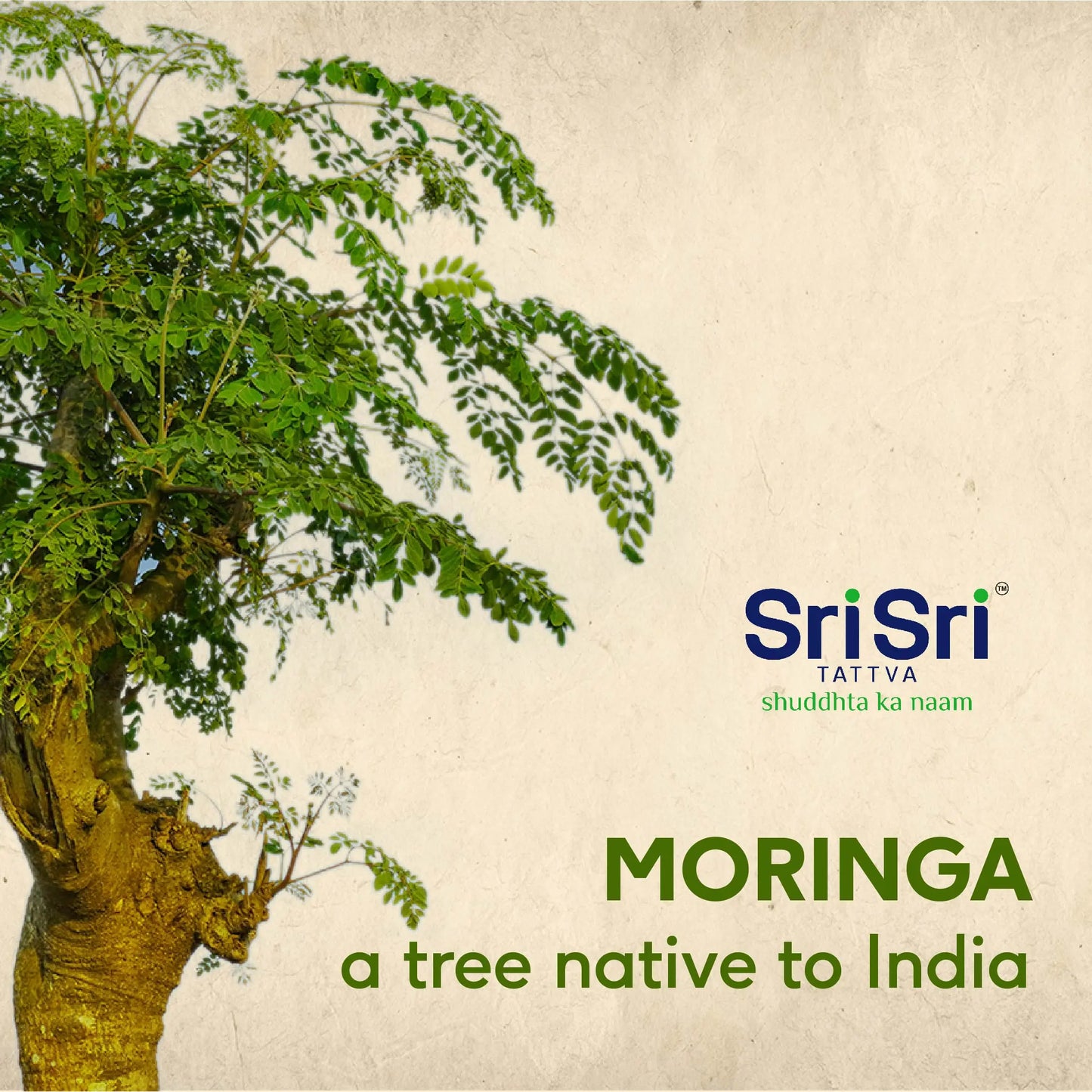 Moringa Powder, 100g - Sri Sri Tattva